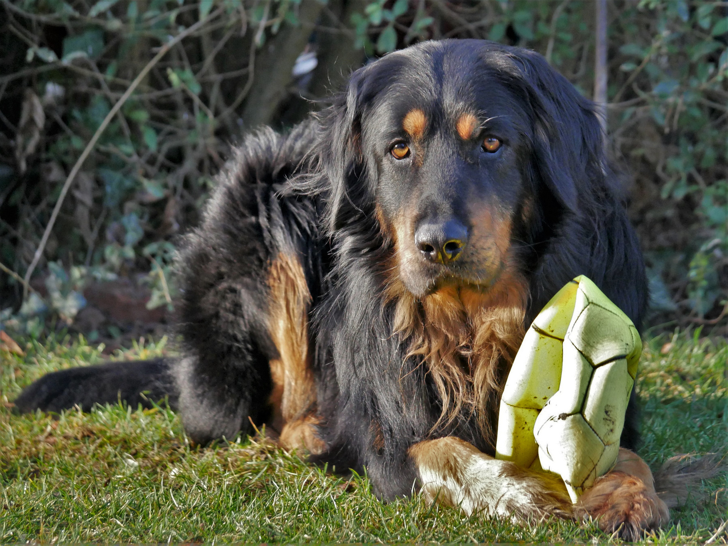 Ob der Osterhase mir wohl einen neuen Ball bringt