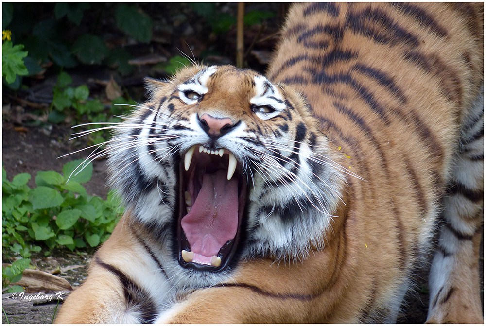 Ob der Tiger Hunger hat oder ist er nur müde?