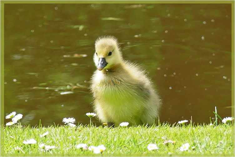 Ob die Gänseblümchen schmecken?