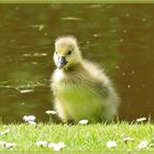 Ob die Gänseblümchen schmecken?