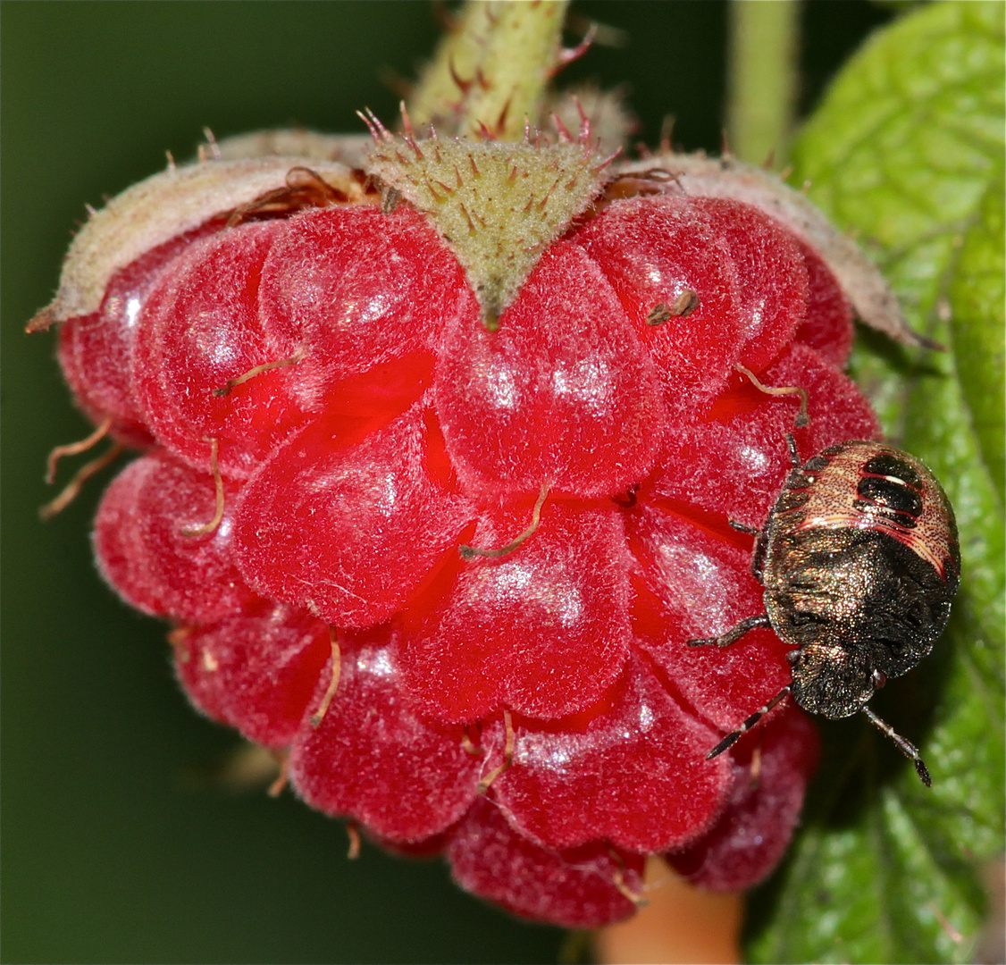 Ob die Larve der Baumwanze PERIBALUS STRICTUS auch Himbeeren mag?