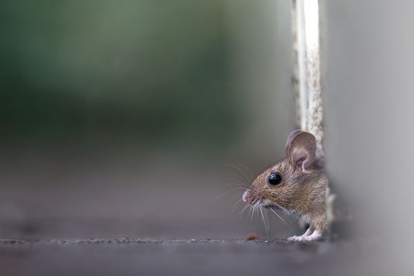 ...ob die Luft rein ist?