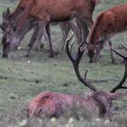 Ob die mich ranlassen - Hirschbrunft im Münstereifeler Wald