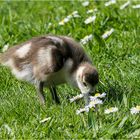 Ob die wohl schmecken?? Junges Nilgänschen