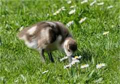 Ob die wohl schmecken?? Junges Nilgänschen