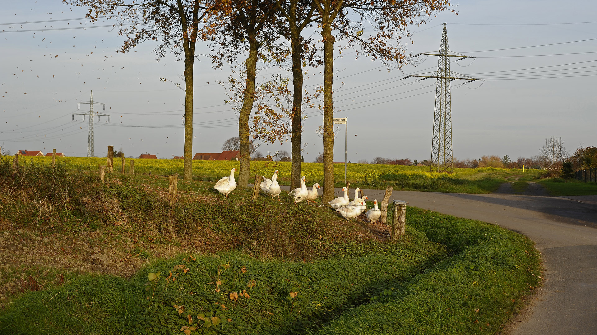 Ob diese Gänse wohl noch die Kurve kriegen ins nächste Jahr?