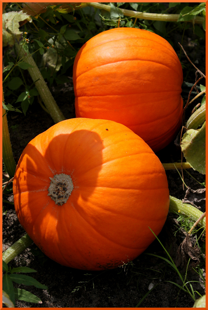 Ob diese Halloween überleben werden?