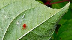 Ob diese Rote Samtmilbe (Trombidium holosericeum) das Gespinst . . .