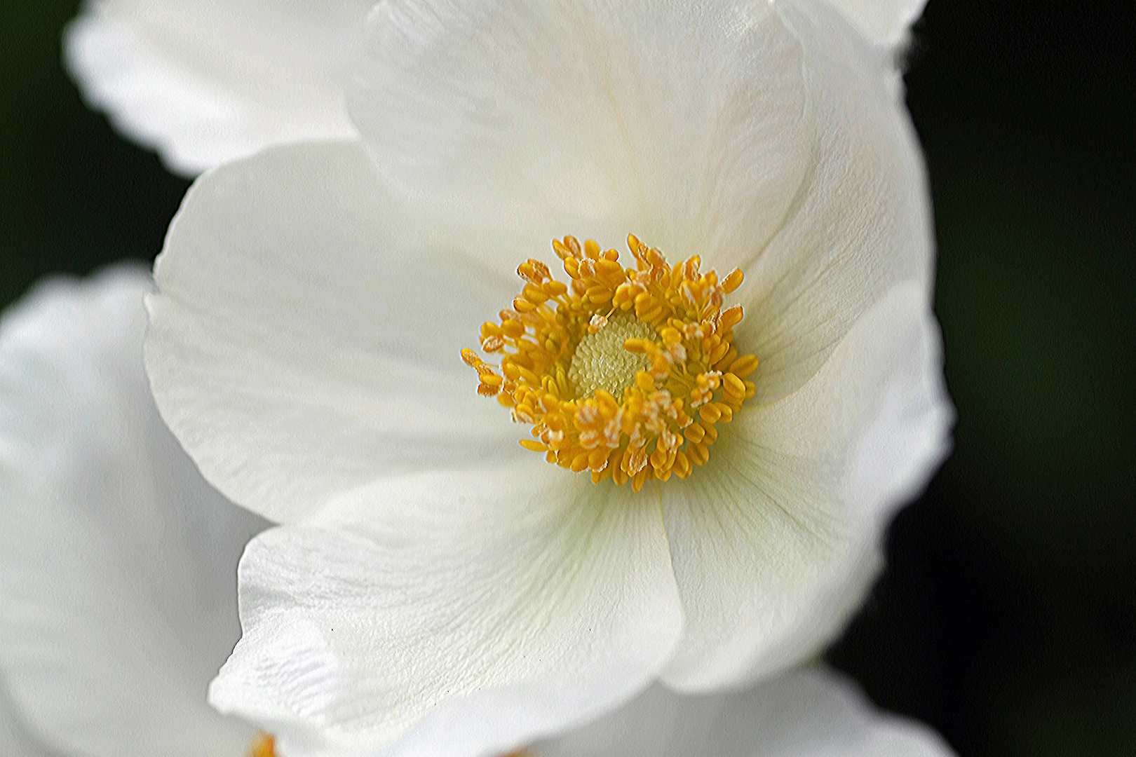 ob ein Blick sich lohne, in die Anemone?