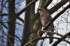 ob er den Frühling ruft ?