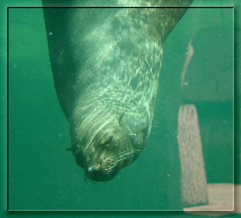 Ob er merkt das er im Wasser schläft??