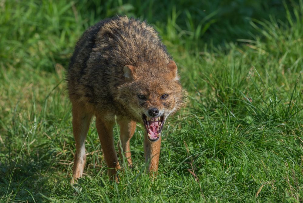 ob er nur spielen wollte