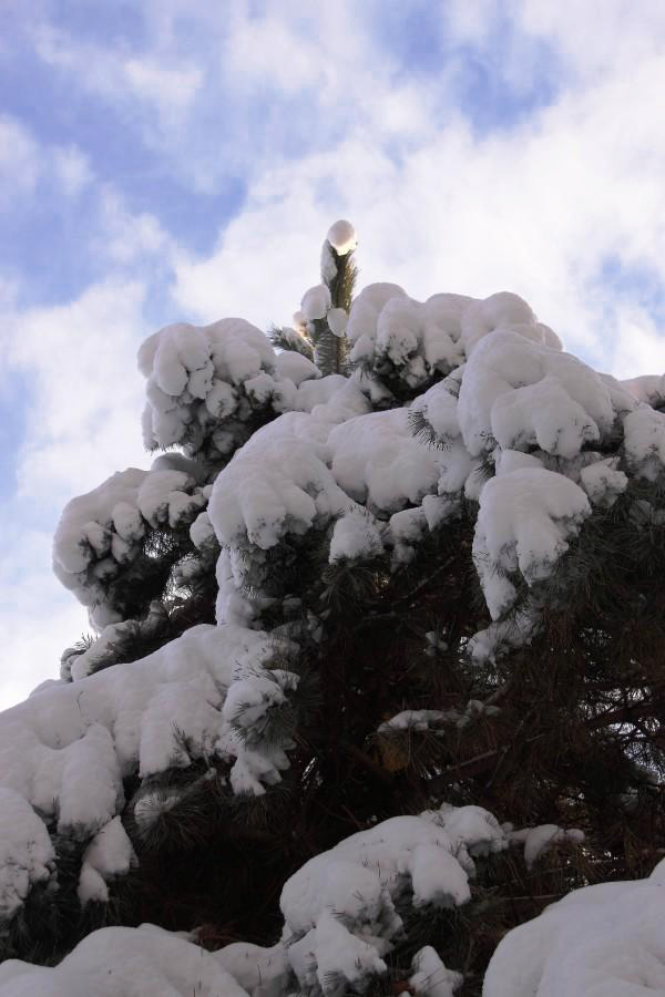 .....ob es 2010 auch wieder so viel schneit wie letztes Jahr??