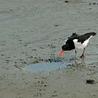 Ob es da drin was zu Futtern gibt? (Austernfischer, Haematopus ostralegus)