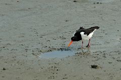 Ob es da drin was zu Futtern gibt? (Austernfischer, Haematopus ostralegus)