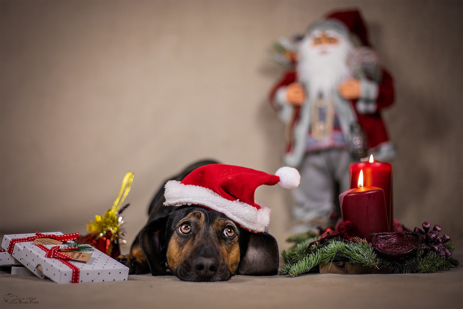 Ob es den Weihnachtsmann wirklich gibt........?? Foto & Bild | tiere