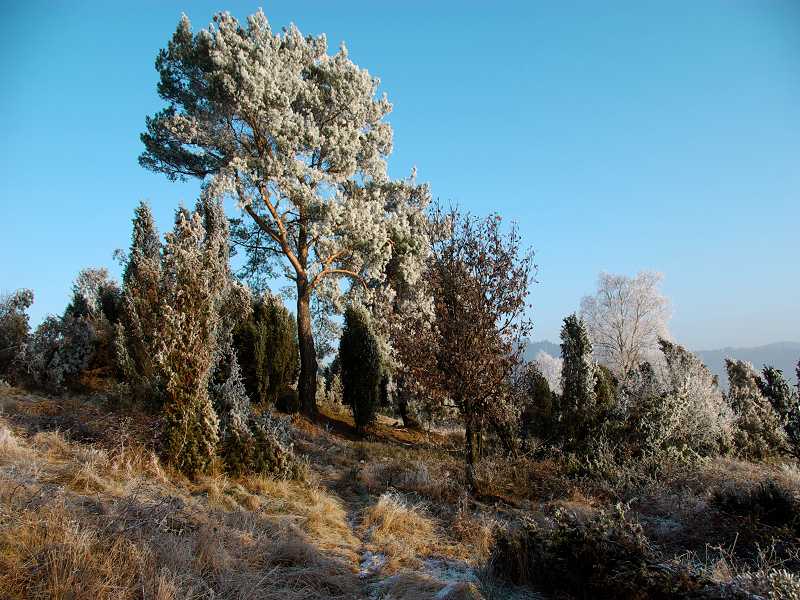 Ob Feen auch Winterschlaf halten?