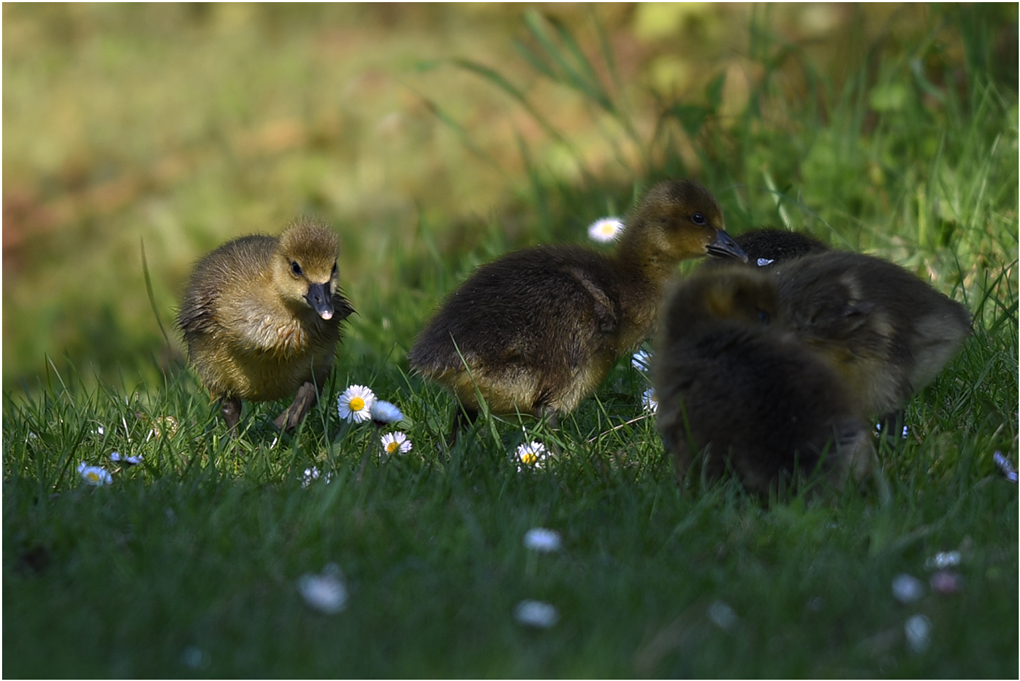 ob Gänseblümchen auch schmecken ?