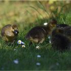 ob Gänseblümchen auch schmecken ?