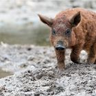 Ob groß, ob klein.....