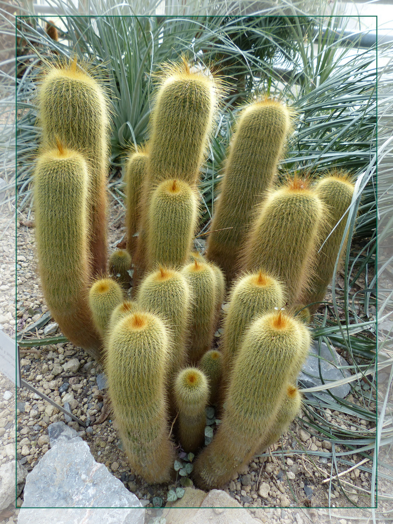 Ob groß oder klein Foto & Bild pflanzen, pilze & flechten, kakteen & sukkulenten, kakteen