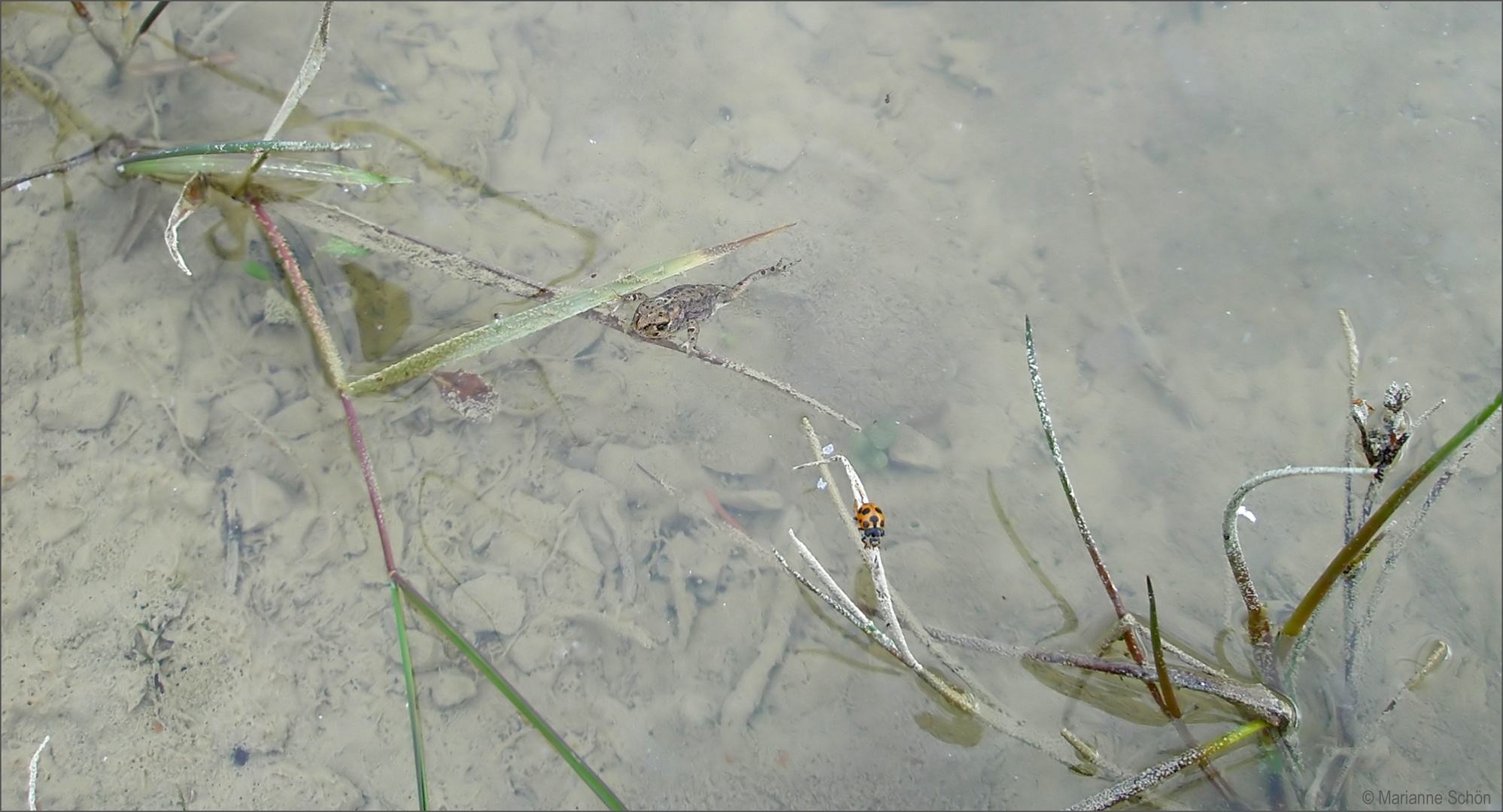 Ob hier dieses Glückskäferchen Glück hatte ? ...