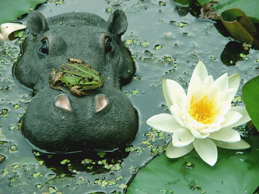 Ob ich die Seerose mit einem Sprung schaffe ? Sommer an meinem Teich.