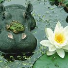 Ob ich die Seerose mit einem Sprung schaffe ? Sommer an meinem Teich.