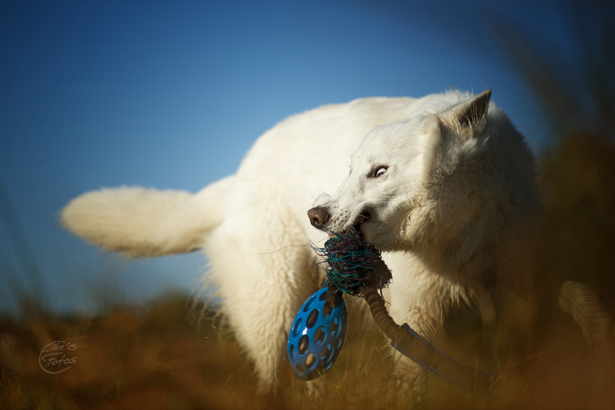 Ob ich die Spielzeugwahl doch noch mal überdenken sollte? FINDE DEN WOLF IN DIR... *ggg*