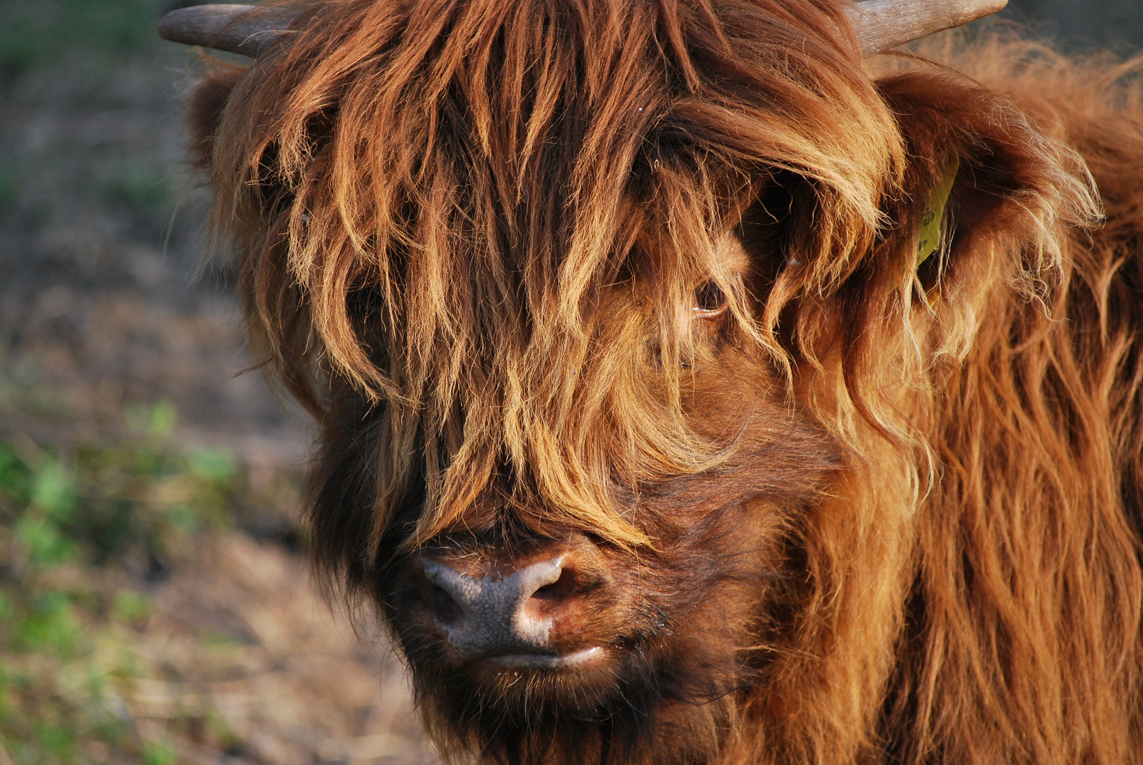 Ob ich doch mal wieder zum Friseur muß ?