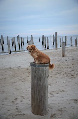 Ob ich es wagen kann....?....