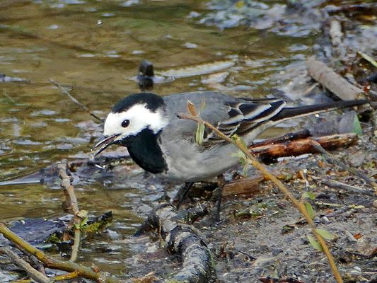 ob ich hier etwas finde