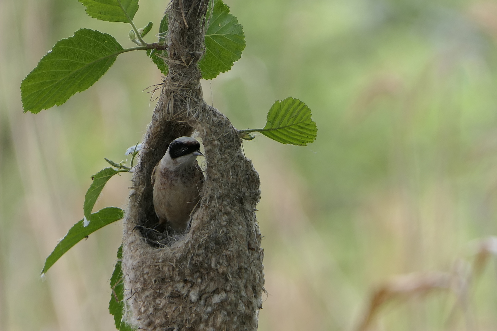 "Ob meiner Liebsten das Nest gefällt...?"