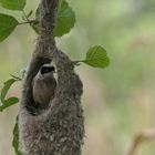 "Ob meiner Liebsten das Nest gefällt...?"