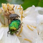 Ob mich der große "Bruder" trägt? Trauer-Rosenkäfer und Goldglänzender Rosenkäfer