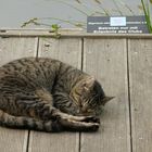 Ob "nicht lesen können" als Entschuldigung gilt??? ;-)