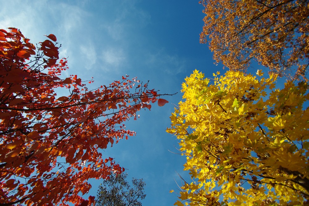 ob rot ob blond ob braun...ich liebe jeden Baum