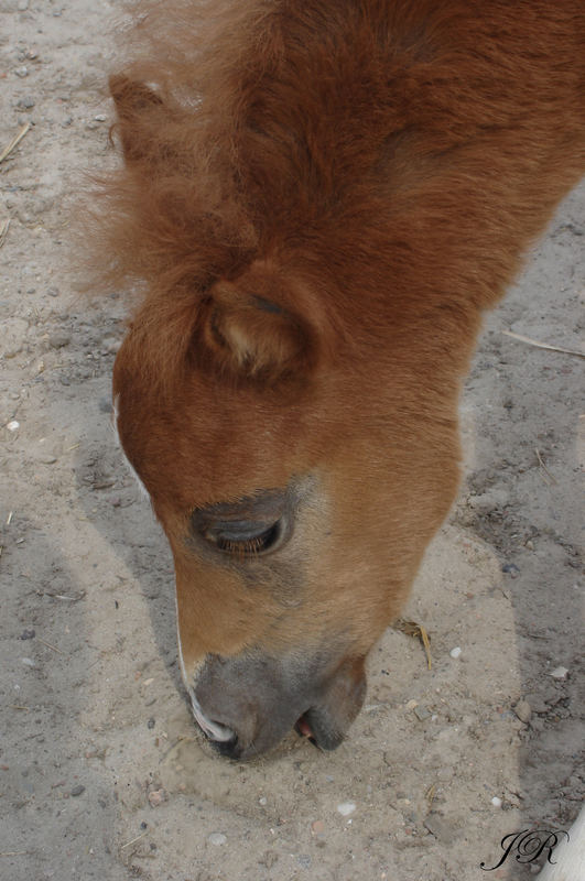 Ob Sand wohl schmeckt??????