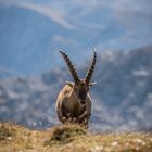 Ob sich eine Spinne zwischen seinen Hörnern niederlassen will? 