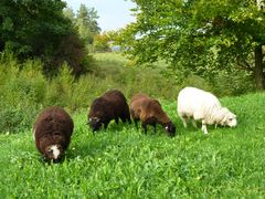 Ob sich hier das weiße Schaf wie sonst das berüchtigte schwarze fühlt?