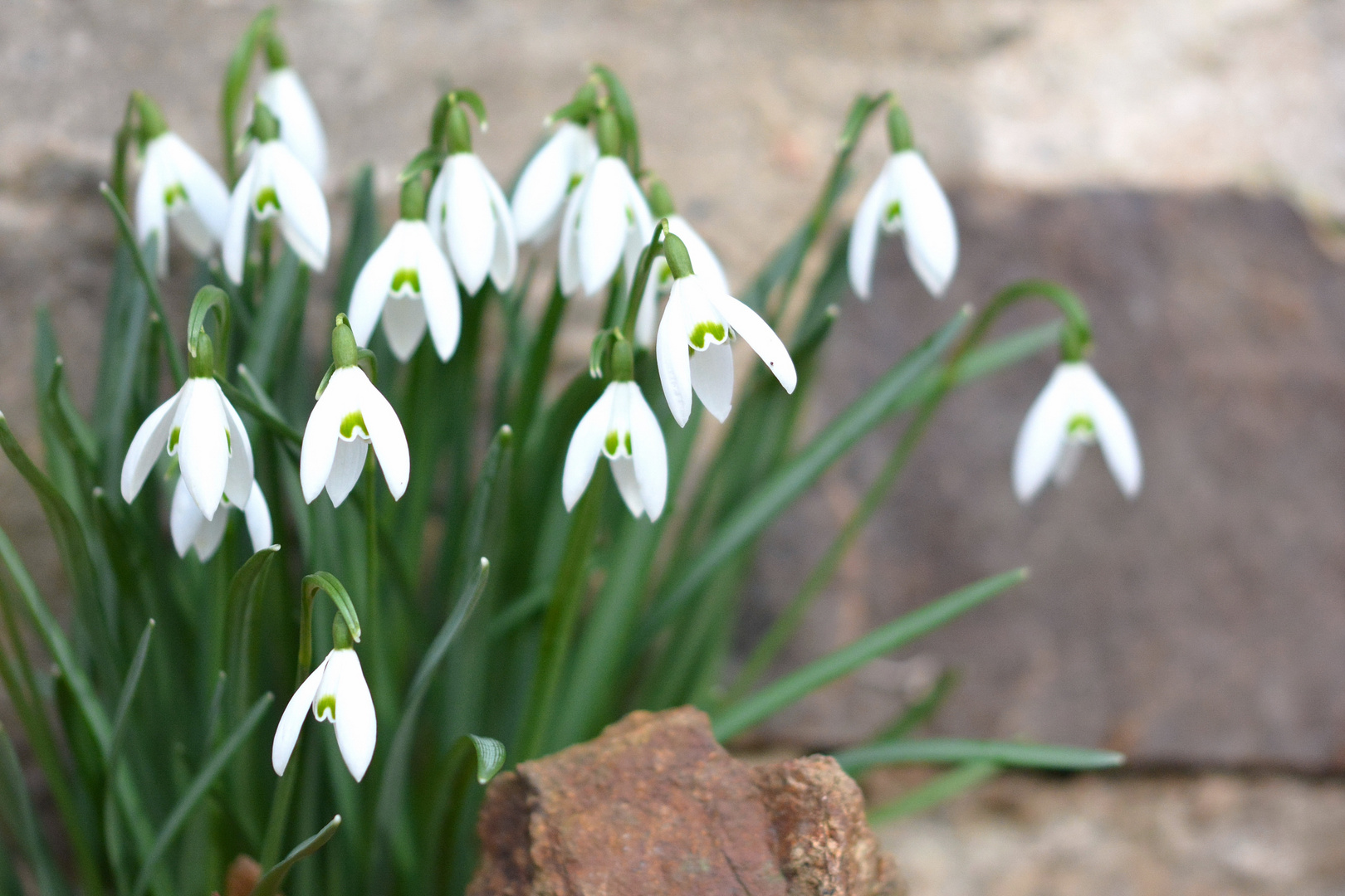 Ob sie den Frühling einläuten????