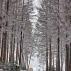 Ob sie im nächsten Winter noch dort stehen?