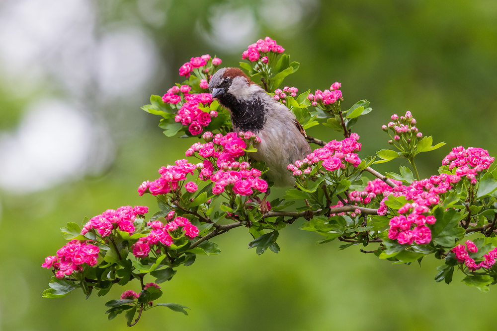 Ob sie mich mit den vielen Blüten mag?