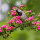 Ob sie mich mit den vielen Blüten mag?