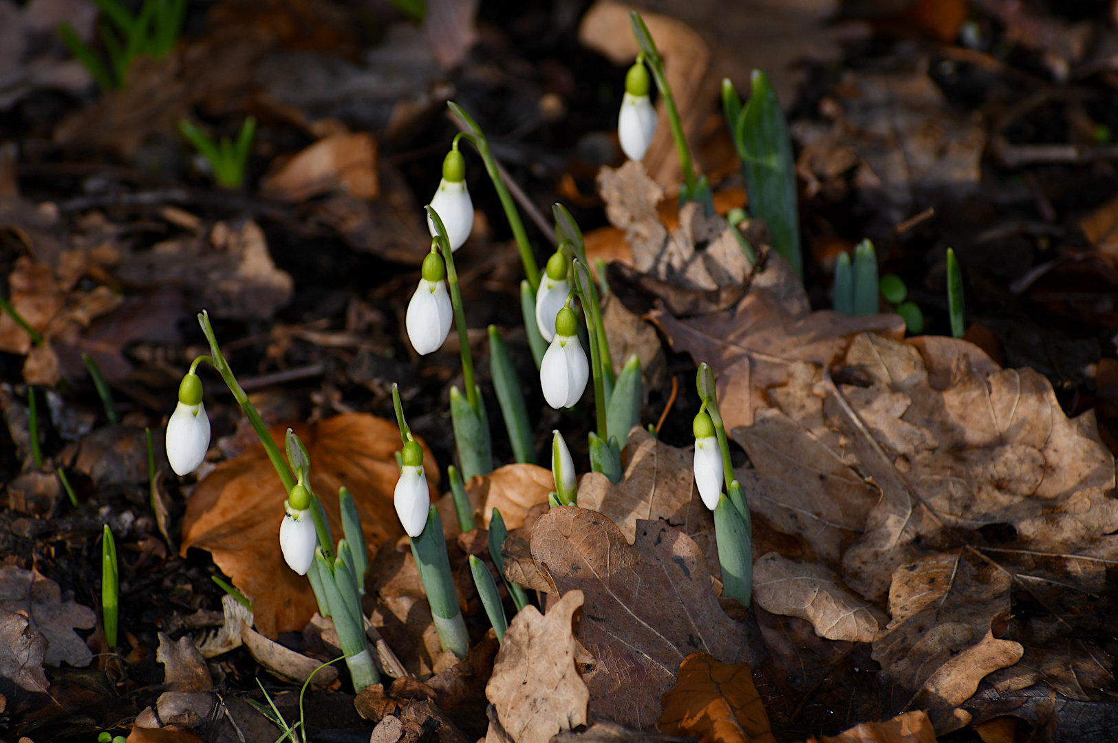 Ob sie wohl den Frühling ankündigen ?