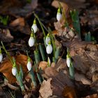 Ob sie wohl den Frühling ankündigen ?