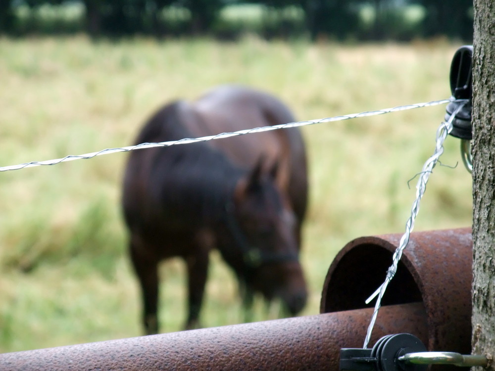 Ob so ein Pferd weiss das es eingesperrt ist ?