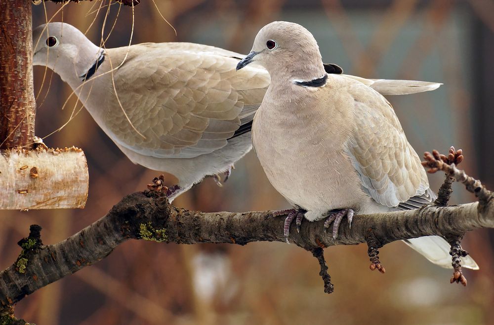 ob Tauben Singvögel sind ?