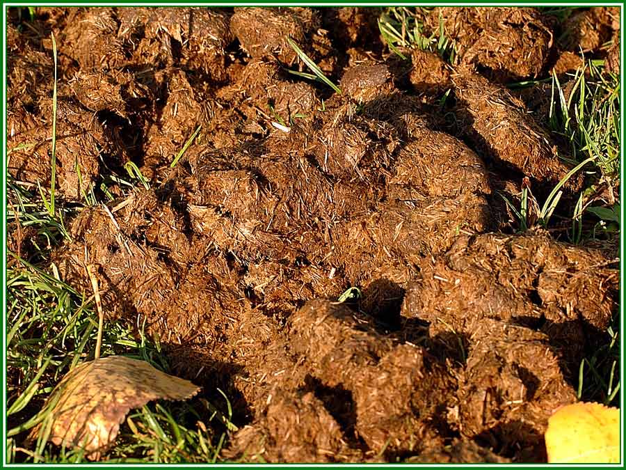 Ob vom Rind, Schwein oder Pferd, es macht auf jeden Fall `nen warmen Herd! von Hartmut Maertins