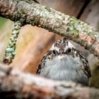 "Ob Wald oder Garten - ein Baumläufer ist es auf jeden Fall"